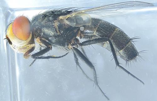 Miltogramma aurifrons